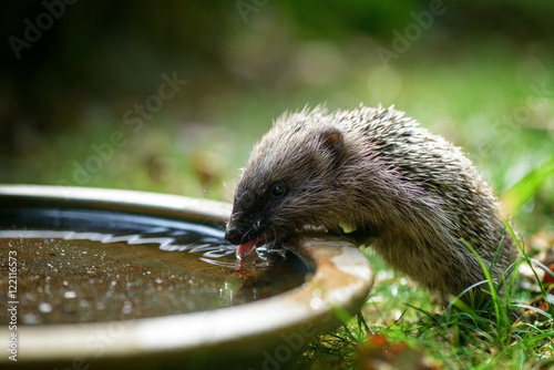 Kleiner Baby Igel trinkt im Garten aus einer Wasserschale Wasser. photo