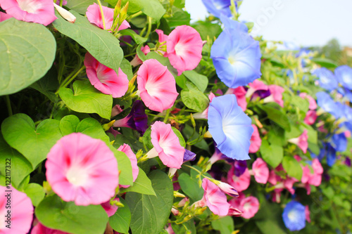 Obraz na plátne Morning glory flowers