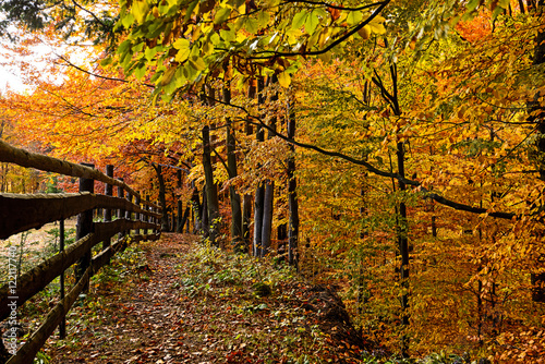 Autumn scenery in the forest