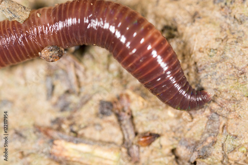 worm in nature. super macro