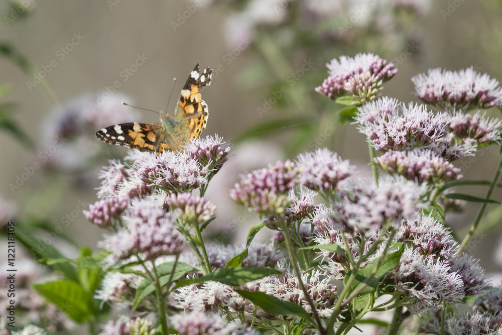butterfly on wildflower butterfly on wildflower