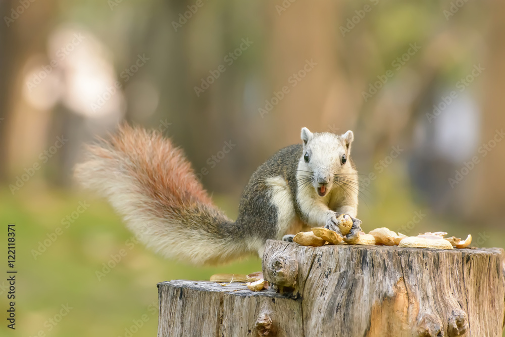 Squirrel eat nut on the stump Squirrel eat nut on the stump