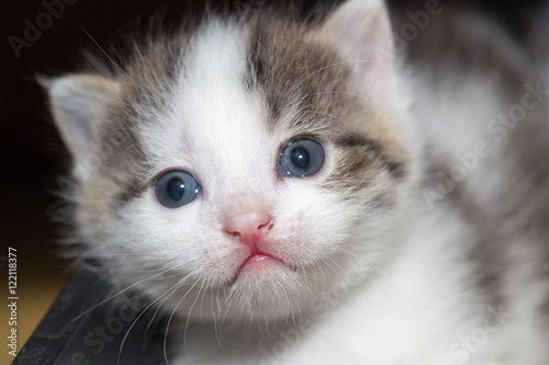 Portrait of a small kitten © schankz
