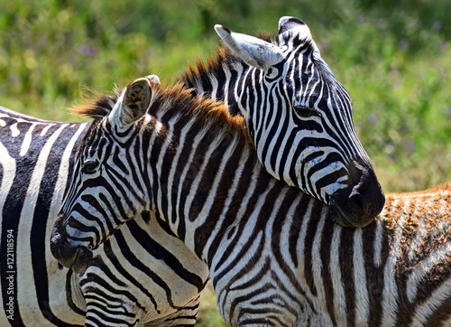 Fototapeta Naklejka Na Ścianę i Meble -  Zebra in the African savannah