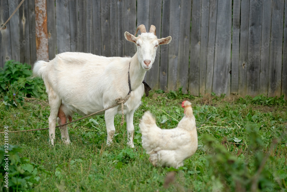 Obraz premium Белая коза на привязи возле деревянного забора на траве 