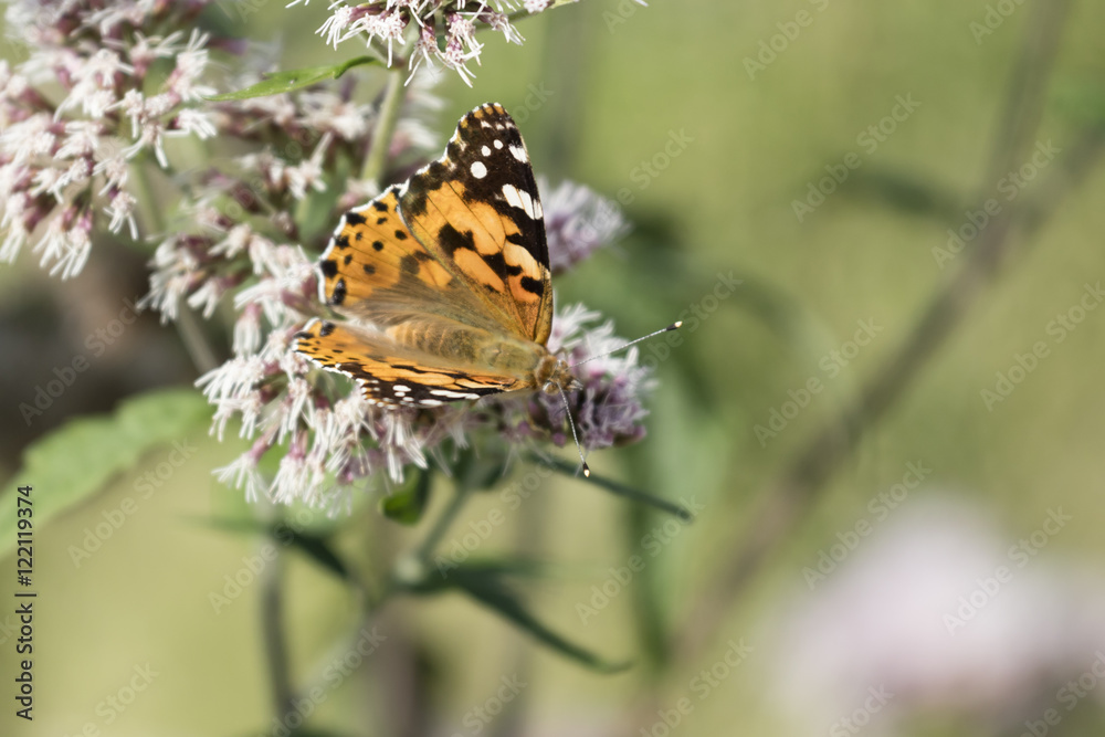 Fototapeta premium butterfly on wildflower