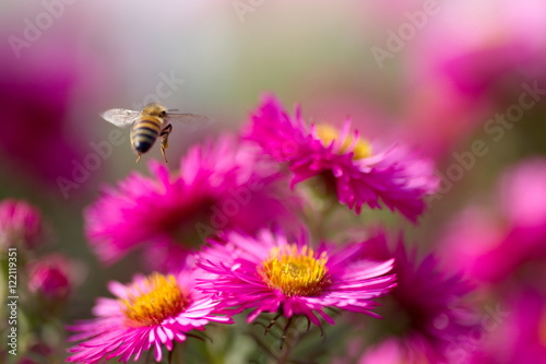 Honig Biene im Flug