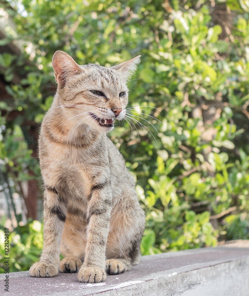 Cat grey, lovely cat open his mouth, and colorful blur background Cat grey, lovely cat open his mouth, and colorful blur background