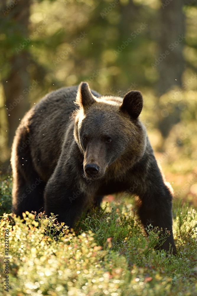 brown bear at summer in forest brown bear at summer in forest