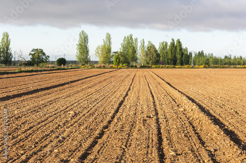 Initial stages of cornfields in the plain of the River Esla  in Leon Province  Spain