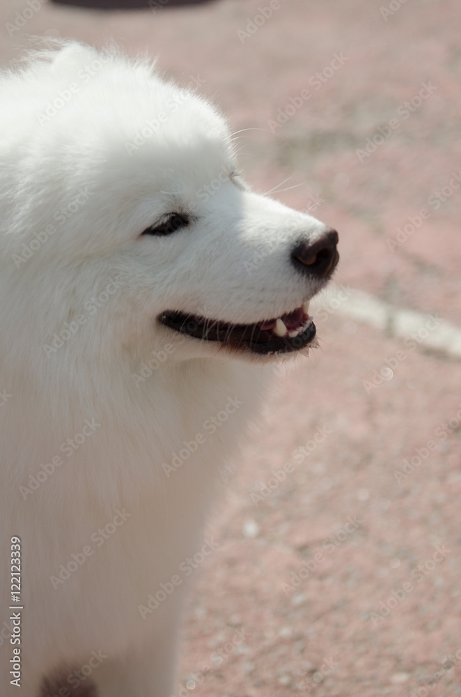 dog Samoyed husky dog Samoyed husky