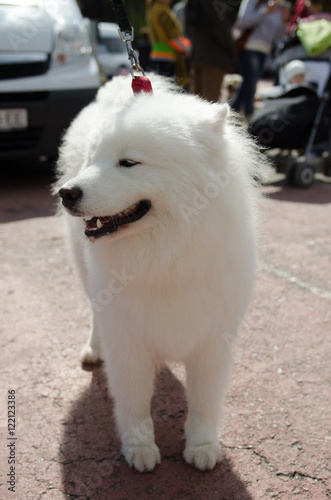 dog Samoyed husky