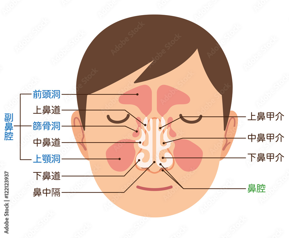 Fototapeta premium 鼻の仕組み 構造
