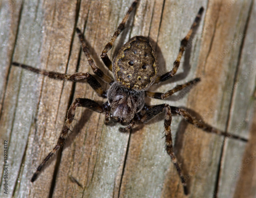 Fototapeta premium Macrophotographie d'une araignée: Epeire des fenêtres (Zygiella x-notata) 