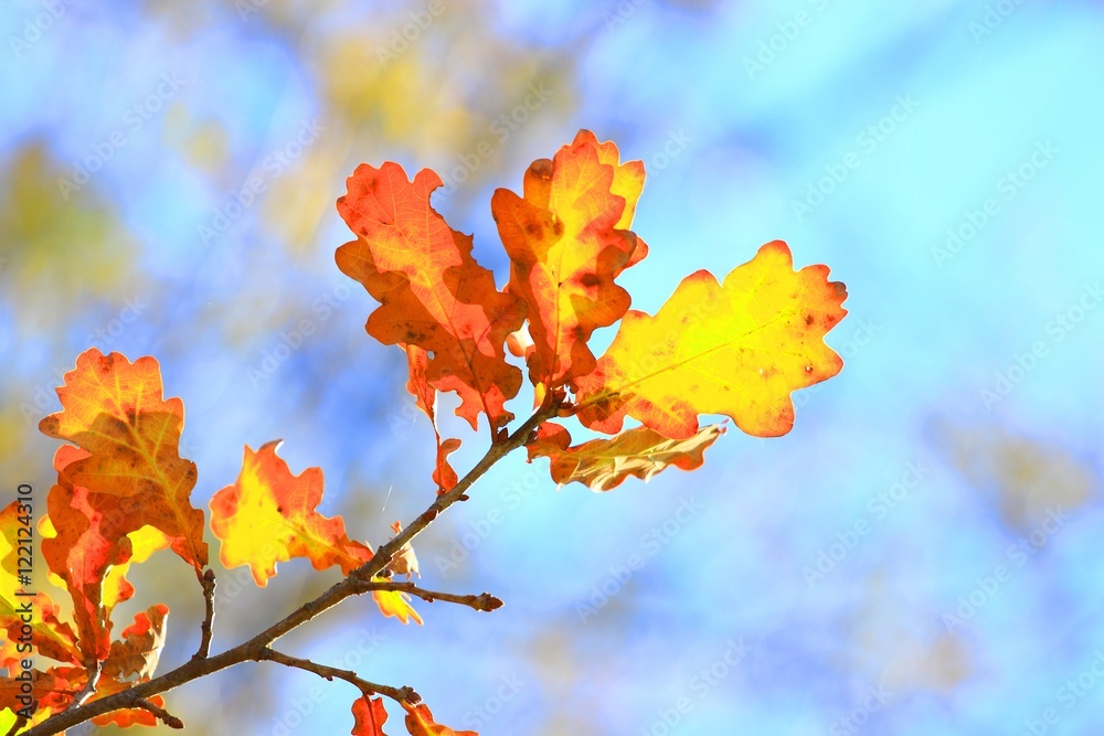 Fototapeta premium Leaves in fall