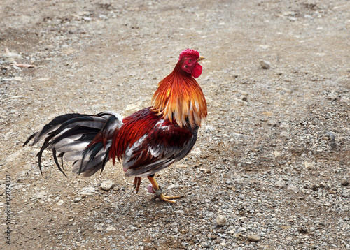 game-cock, cockfighting - traditional entertainment in the Dominican Republic photo