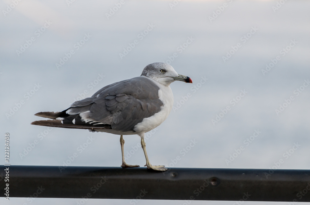 Seagull at the city port. Selective focus. Shallow depth of field. Seagull at the city port. Selective focus. Shallow depth of field.