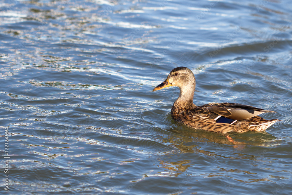 Ducks swimming in the blue pond Ducks swimming in the blue pond