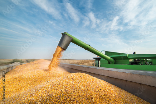 Fototapete Pouring corn grain into tractor trailer