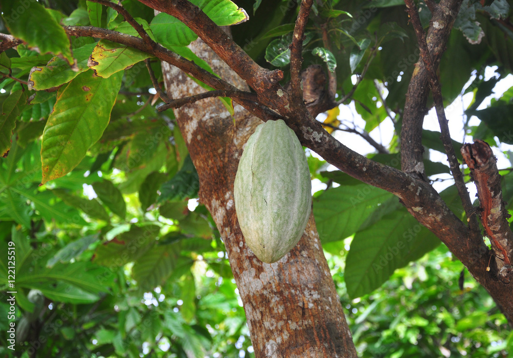 Cocoa fruit ripens on the trees. cocoa farm in the Dominican Republic. Photo partially tinted. Cocoa fruit ripens on the trees. cocoa farm in the Dominican Republic. Photo partially tinted.