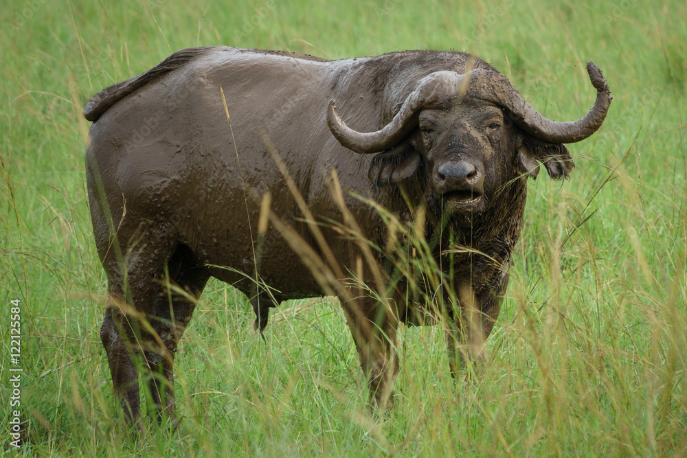 Buffalo in the field with mud