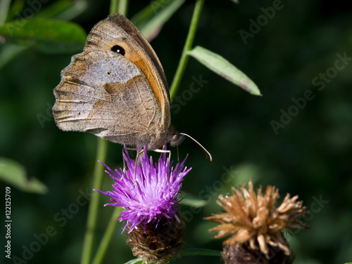 Macrophotographie d'insecte: Fadet commun (Coenonympha pamphilus) photo