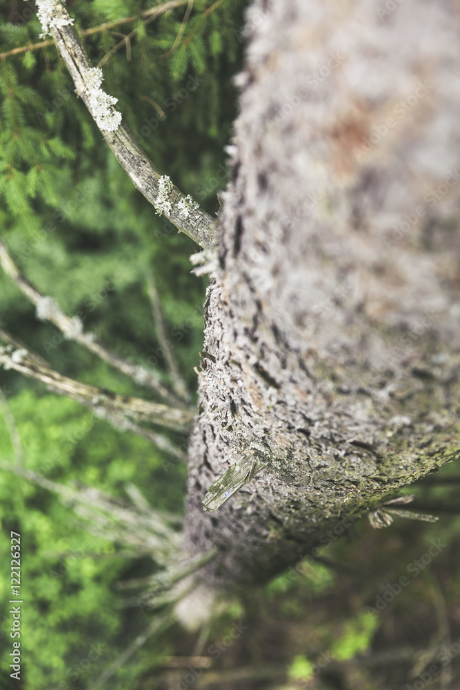 Fototapeta premium Baumwipfelpfad / tree top path ecosystem