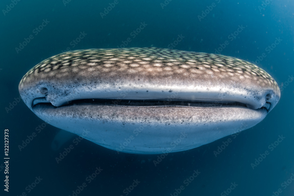 Naklejka premium Whale Shark open mouth close up portrait underwater