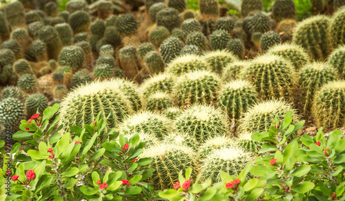 Globular cacti in Utopia Orchid Park, Israel.