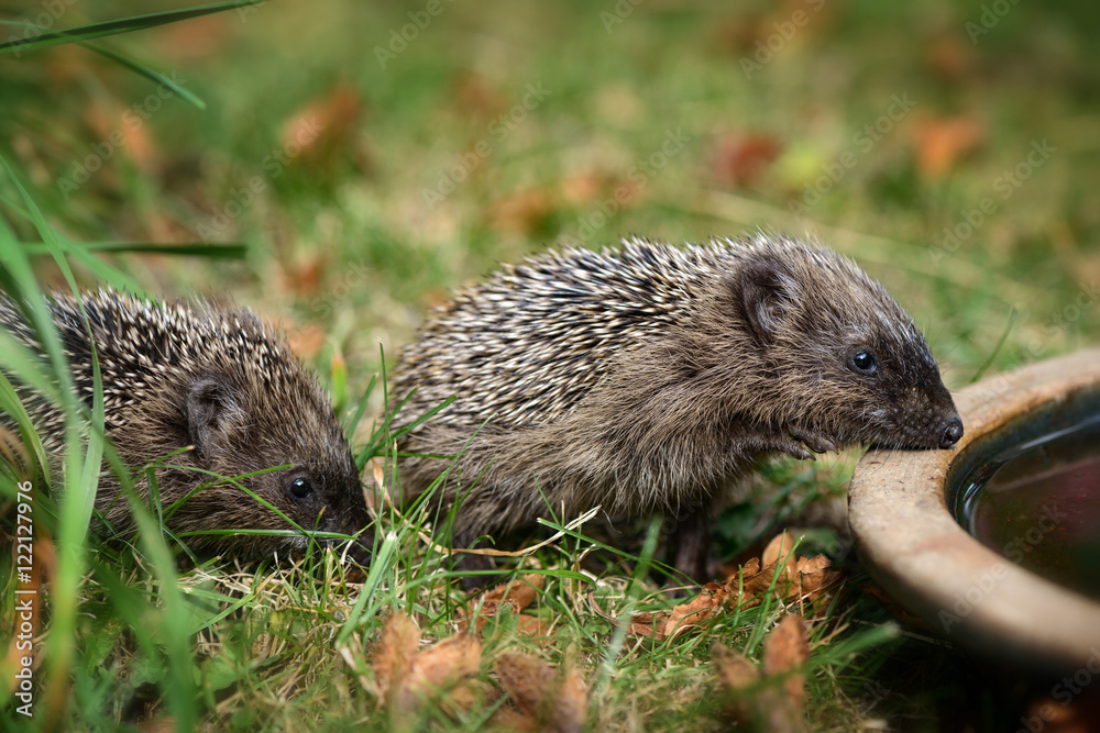 Zwei kleine Baby Igel wollen aus einer Wasserschale im Garten Wasser trinken. Zwei kleine Baby Igel wollen aus einer Wasserschale im Garten Wasser trinken.