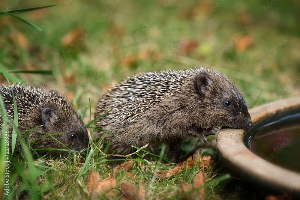 Zwei kleine Baby Igel wollen aus einer Wasserschale im Garten Wasser trinken. Zwei kleine Baby Igel wollen aus einer Wasserschale im Garten Wasser trinken.