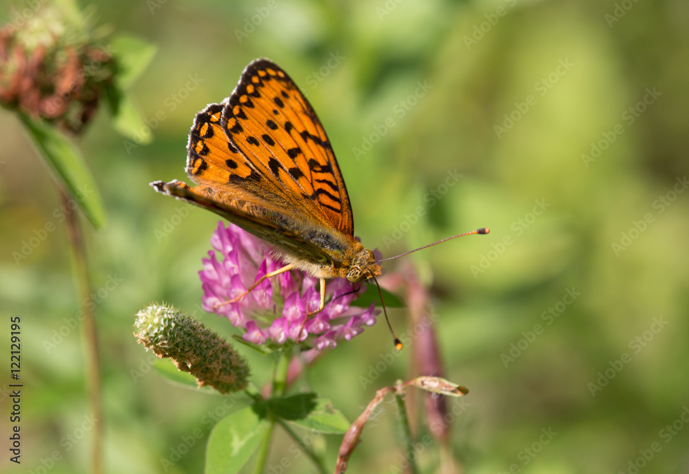 Macrophotographie d'insecte: Grand nacré (Argynnis aglaja) Macrophotographie d'insecte: Grand nacré (Argynnis aglaja)