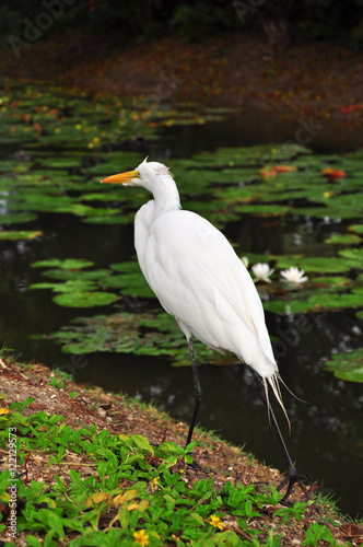 White heron on the lake with green leaves on the surface of the lotus.