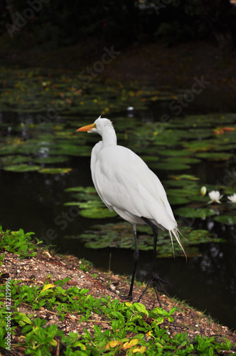 White heron on the lake with green leaves on the surface of the lotus. © Евгений Кожевников