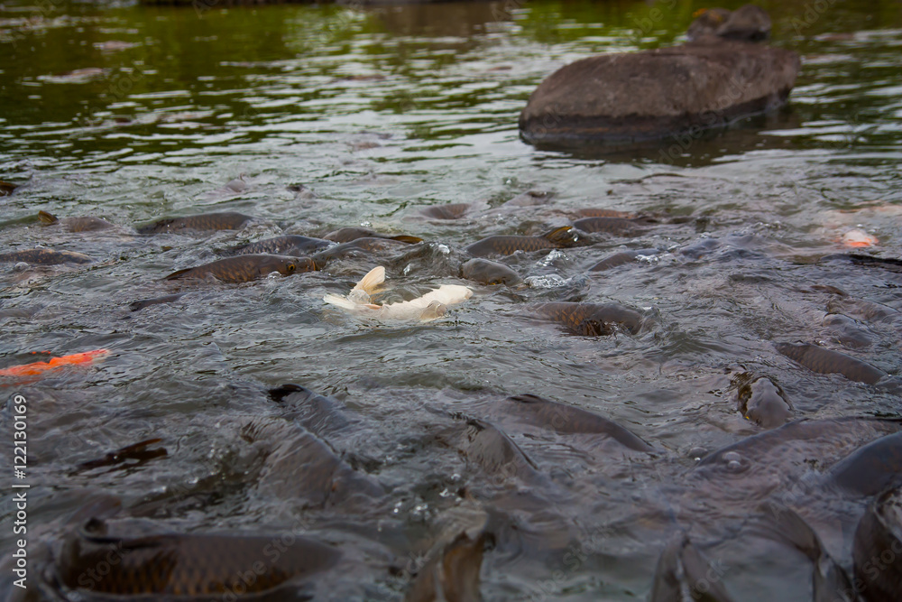 Pond to swim a lot of carp Pond to swim a lot of carp