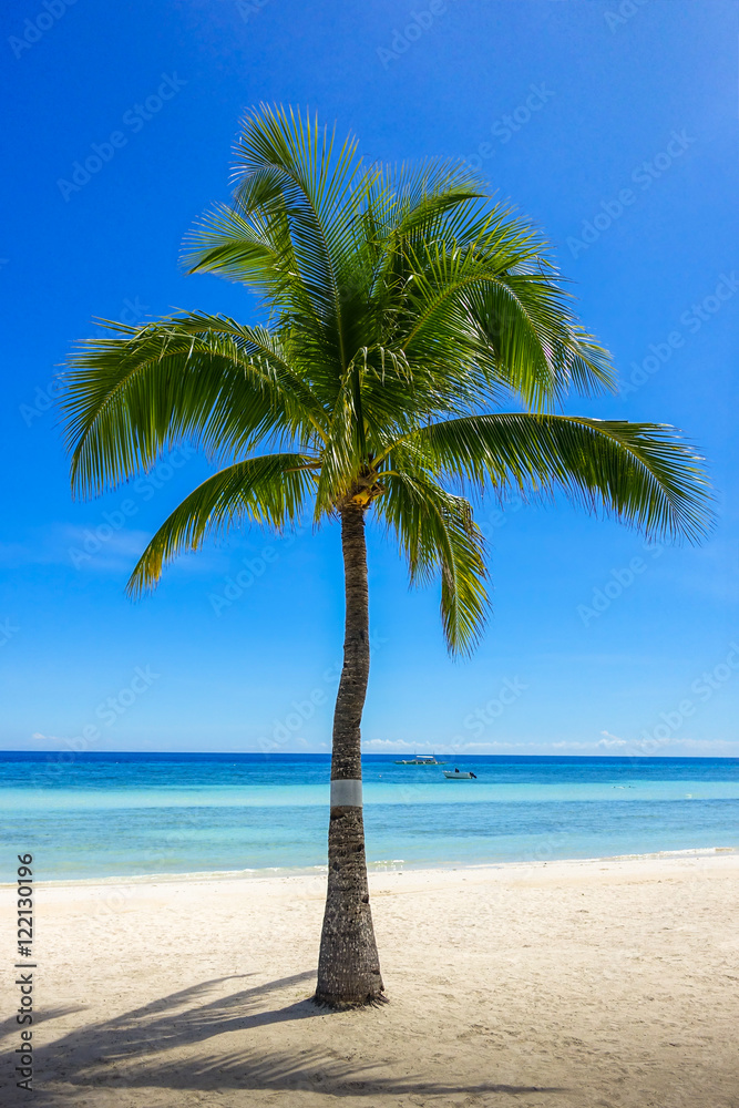 Coconut Tree on Beach