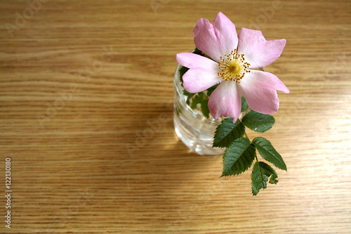 Flower of wild rose  a rose in a glass of water.