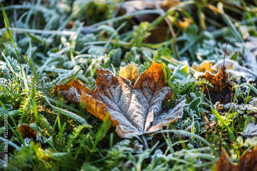 Frosted green grass and yellow leaf in the garden - natural winter background