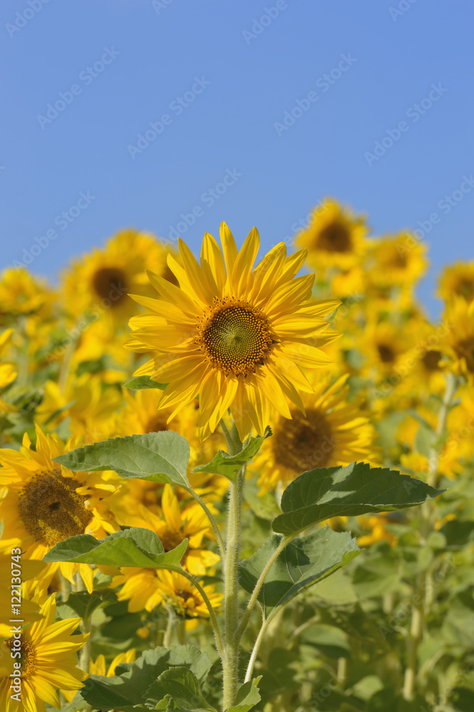 Obraz premium Sonnenblumen langer Stiel