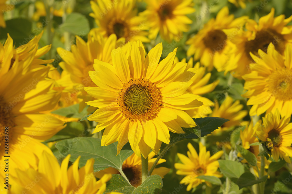 Sonnenblumen Sonnenblumen