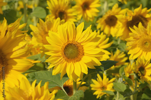 Fototapeta Naklejka Na Ścianę i Meble -  Sonnenblumen