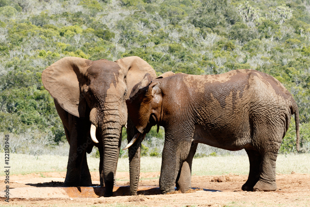 Hi Brother - Two male African Bush Elephants