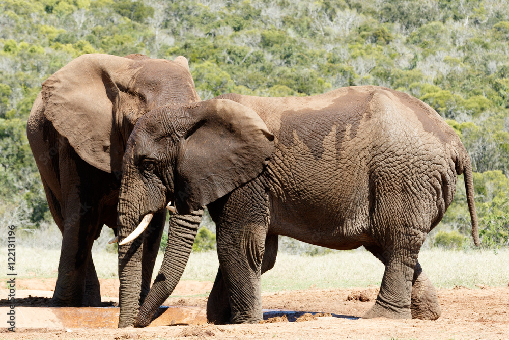 Big Elephant hiding behind his brother - African Bush Elephant