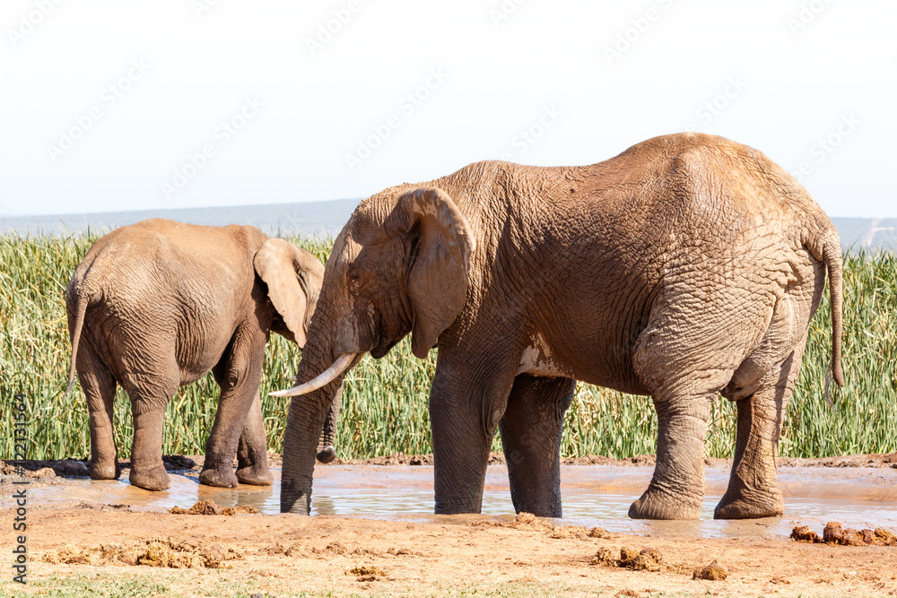 Fototapeta premium Huge African Bush Elephant taking a bath