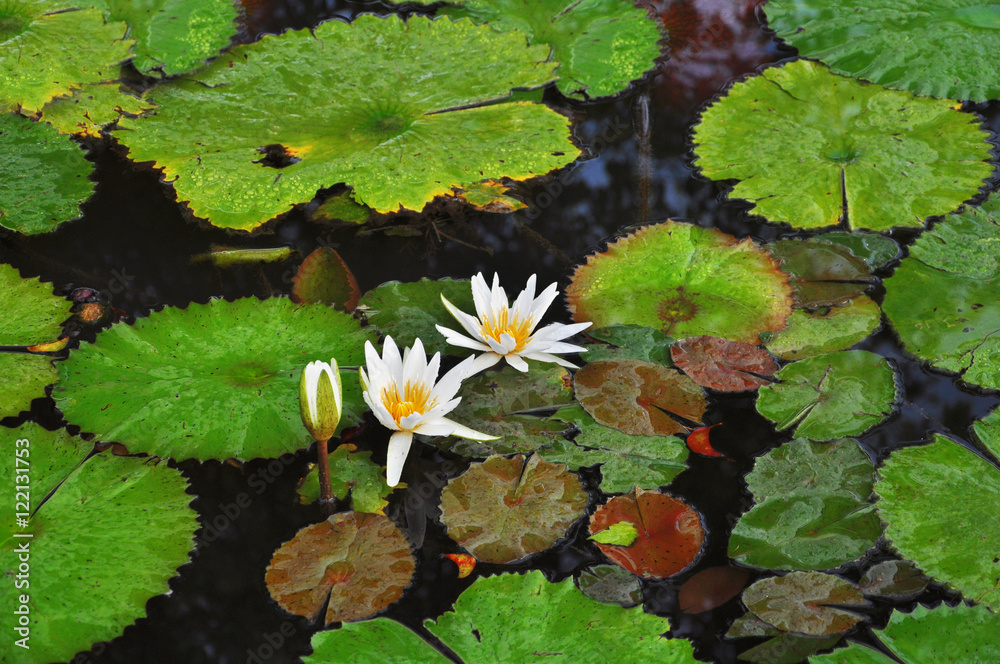 white lotus, water lilly