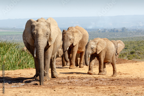 African Bush Elephant family gathering at the watering hole