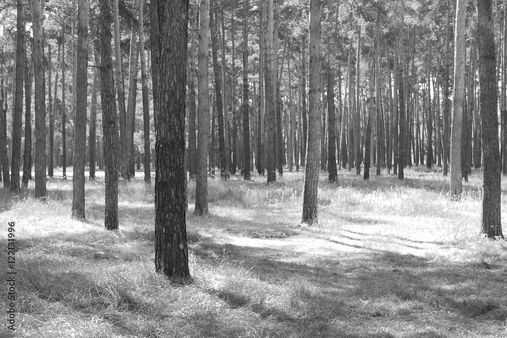 Pine forest, black-white photo, beautiful autumn landscape Pine forest, black-white photo, beautiful autumn landscape