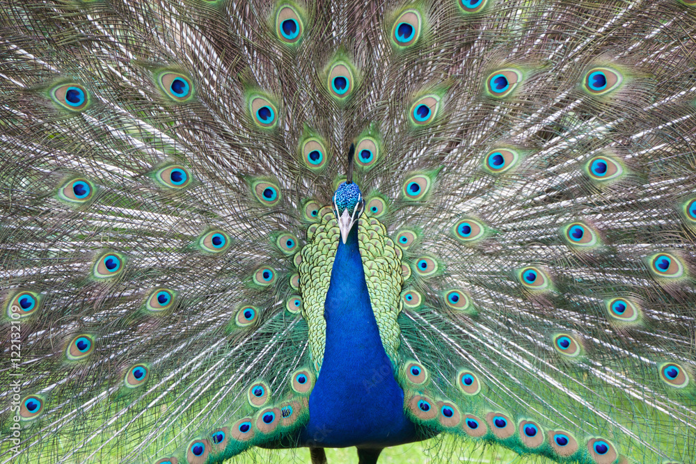 Obraz premium Peacock