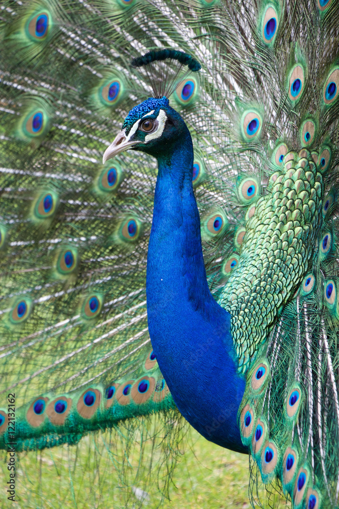 Obraz premium Peacock