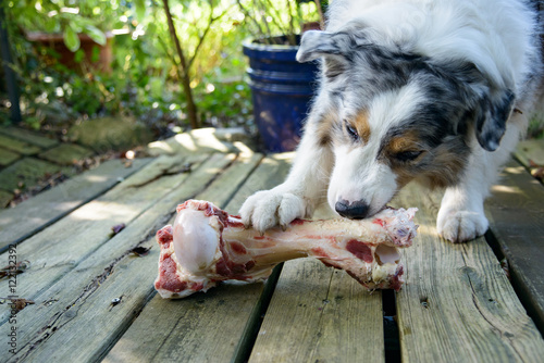 Fototapeta Naklejka Na Ścianę i Meble -  Ein Hund liegt auf im Garten und knabbert und leckt genüsslich einen riesigen großen frischen Knochen 